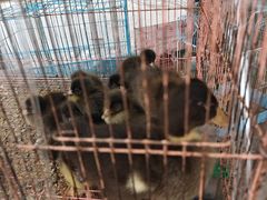 -中环花鸟鱼虫市场