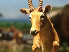 -国家自然博物馆