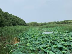 -同里国家湿地公园