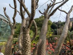-中国科学院华南植物园