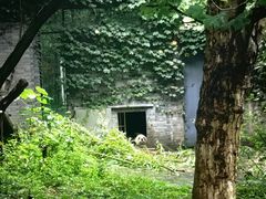 -都江堰中华大熊猫苑
