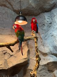 -Zoolung Zoolung动物主题公园(海信广场店)