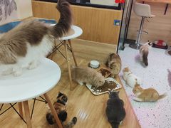 -滚猫咖啡·猫咖·猫友好撸猫(未来城店)