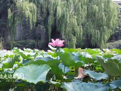 -四川大学(望江校区)