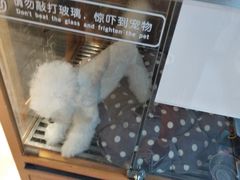 寄养箱-帕帕拉兹宠物(亚洲旗舰店)