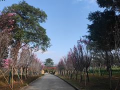 -天适樱花悠乐园