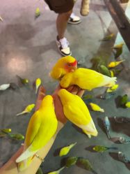 -酷嗒动物文化乐园(cutezoo西溪乐天城店)