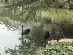 -水绘园