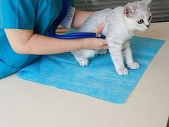 -芭比堂宠物医院·全科爱猫医院·仁德分院
