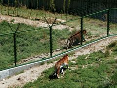 -新疆天山野生动物园