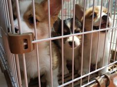 -圣宠宠物(平吉花卉市场店)