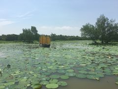 -大湾区中央湿地公园