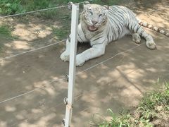 -秦皇岛野生动物园