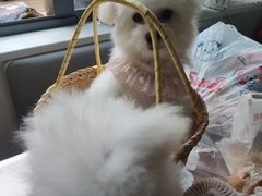 -宠伴小精灵宠物店(鼓楼店)