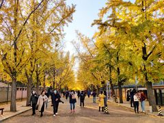 -三里屯东五街银杏大道