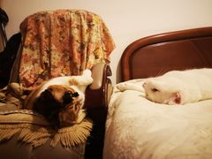 -北京赛佳动物医院