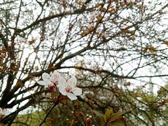 -武汉大学-樱园