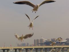 -蠡湖大桥公园