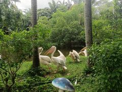 -深圳野生动物园