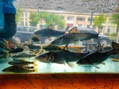 水产区-淳安二十八道·美食汇·淳鱼馆(阳光路店)