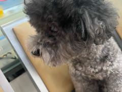 -凯瑞希宠物医院·狂犬免疫·微创·皮肤科