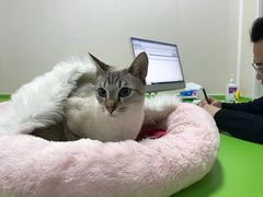 -德元·美联众合24小时动物医院(总院)