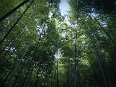 -上海佘山国家森林公园西佘山园