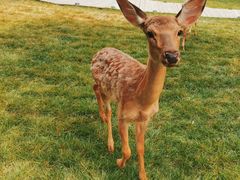 -北京鹿世界主题园