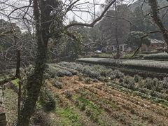 -随意茶庄·地道杭帮农家菜(梅家坞店)