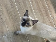 -李小姐の猫咖啡馆(五角场店)