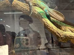 -上海昆虫博物馆