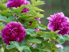 -北京西山国家森林公园