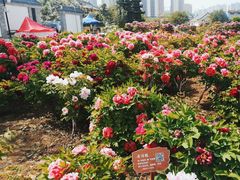 -曹州百花园