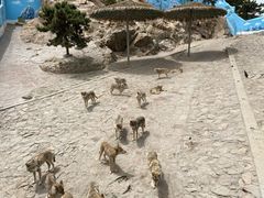-西霞口神雕山野生动物世界