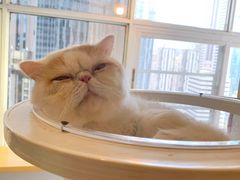 -Heymao猫咖.咖啡厅(东门店)