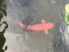 -三亚亚龙湾雅高铂尔曼别墅度假酒店