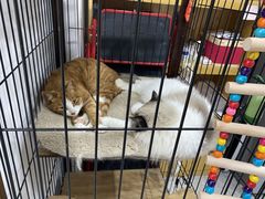 -四月宠物医院·猫专科·心脏专科·内科(转塘店)