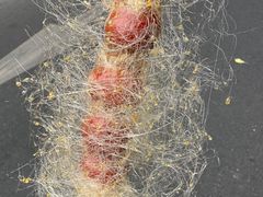 -张公桥美食街