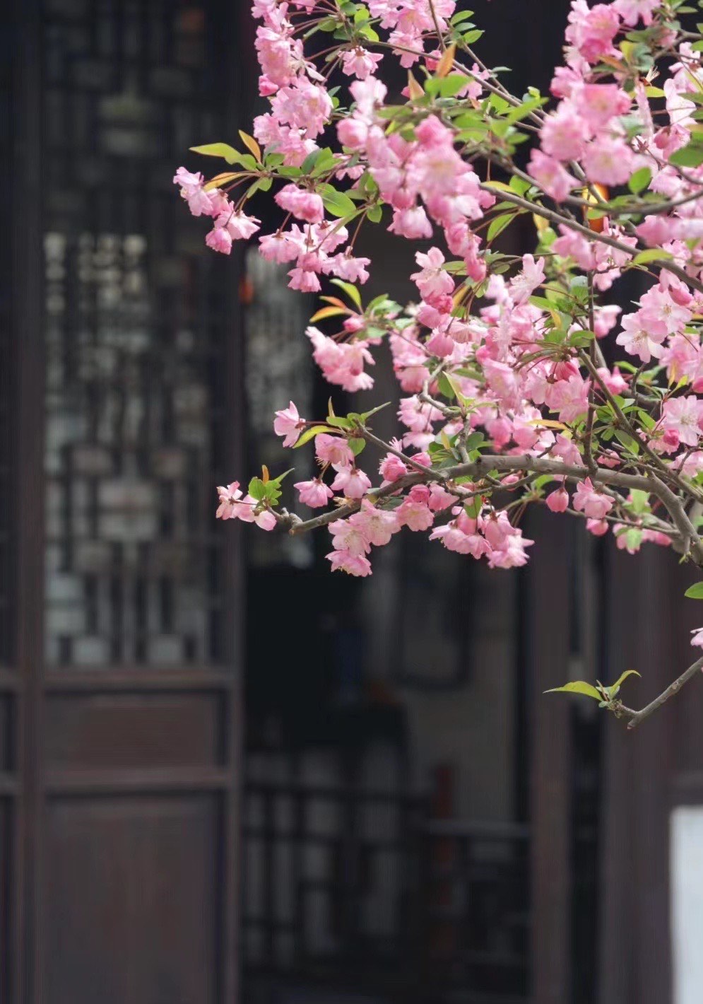 海棠花纹花窗图片