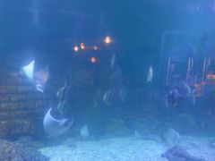 -烟台海昌鲸鲨海洋公园