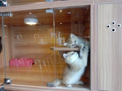 -猫十亿·布偶金渐层·曼基康矮脚猫舍(青年路店)