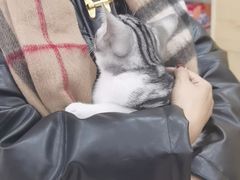 -天宠宠物医院24小时·急重症诊疗中心·全科·腔镜特色(和平分院)