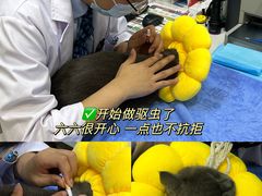 -pd派德宠物中心医院24H急重症·眼科中心·血液透析中心(嵩山北路店)