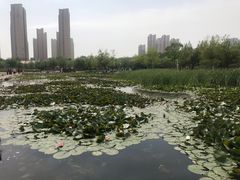 -前关湿地公园
