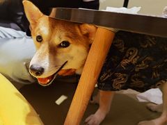 -逗柴咖啡屋·狗咖猫咖宠物桌游
