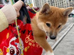-嘉馨宠物医院·CT影像转诊·心脏科·犬猫全科诊疗中心(下沙大学城院区)
