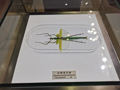 -上海昆虫博物馆