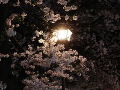 -花游小路江户川