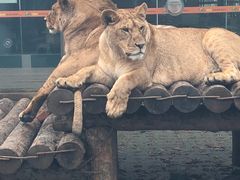 -西安秦岭野生动物园