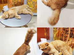 -藏猫猫咖啡主题馆(中央大道店)